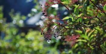 Jungle Effect elderberry