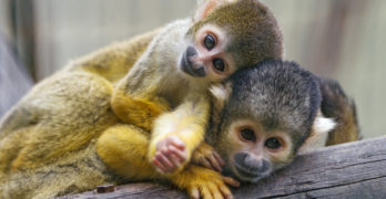 two monkeys relaxing