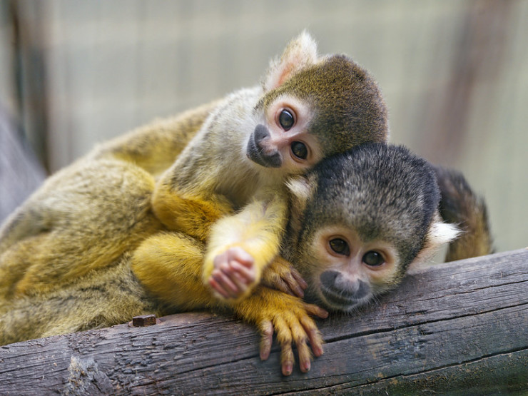two monkeys relaxing