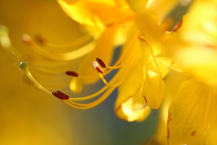 The Yellow Wallpaper Flower