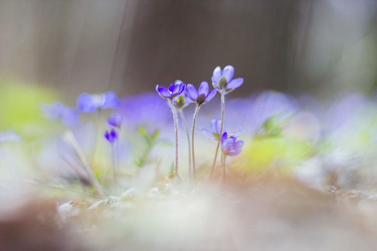 tiny violets in light