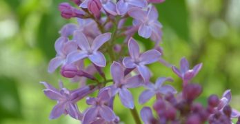 Lilacs Pandemic Journal