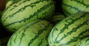 Pandemic Journal watermelon
