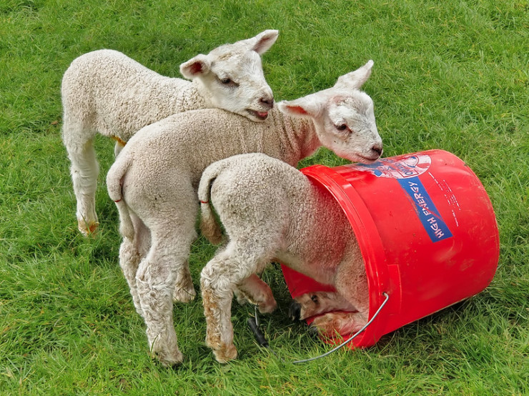 Delightful sheep with bucket