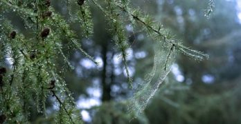 Pandemic Journal dewy pine with spider web