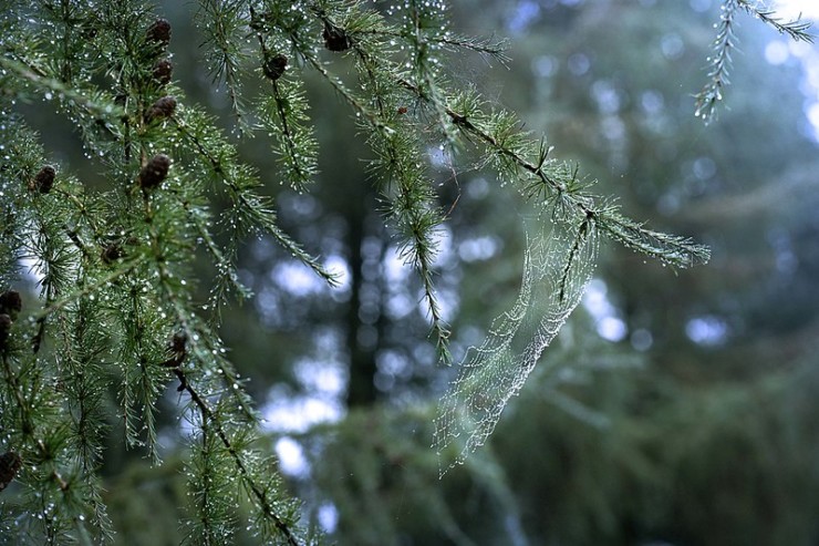 Pandemic Journal dewy pine with spider web