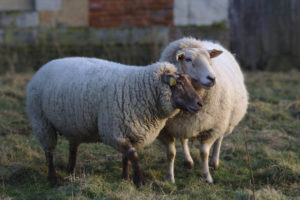 two wooly sheep cuddling