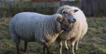 two wooly sheep cuddling