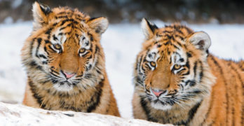 Pair of tigers