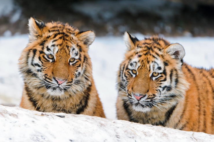 Pair of tigers