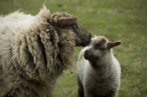 full-grown lambs