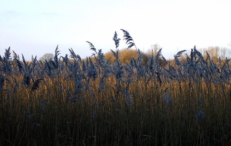 reeds in sunlight