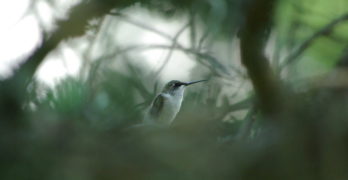 Hummingbird in greens