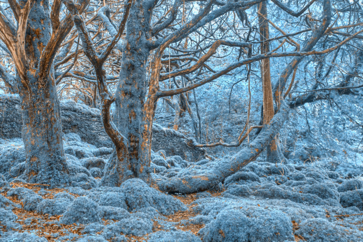 the experience of blue mossy trees.