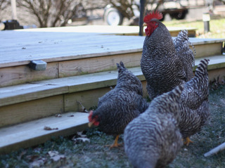 Poet Laura Poultry Reading shakespeare sonnets to chickens 3