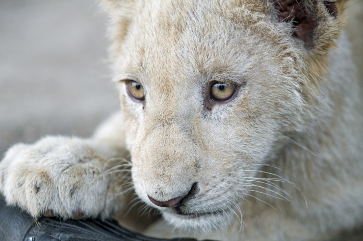 snow white lion cub