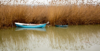 blue boat beside reeds in water