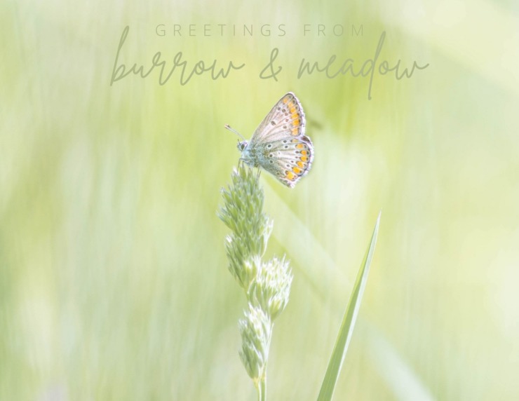 Greetings From Burrow & Meadow postcard
