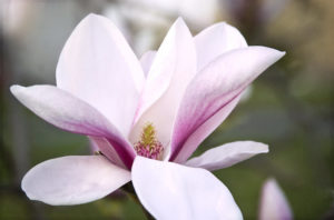 Pink Magnolia Poet-a-Day Mary Poppins poem