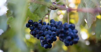 Purple grapes on vine for Julius Caesar