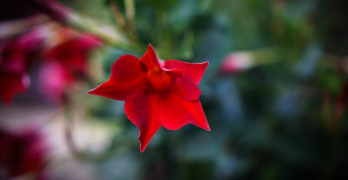 Red trumpet flower-Ode to a Lost Sweater red button poem