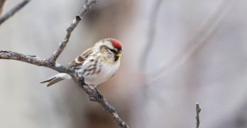 small bird with red feathers for sparrows poem