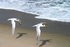 Black cap gull sea Villanelle poem