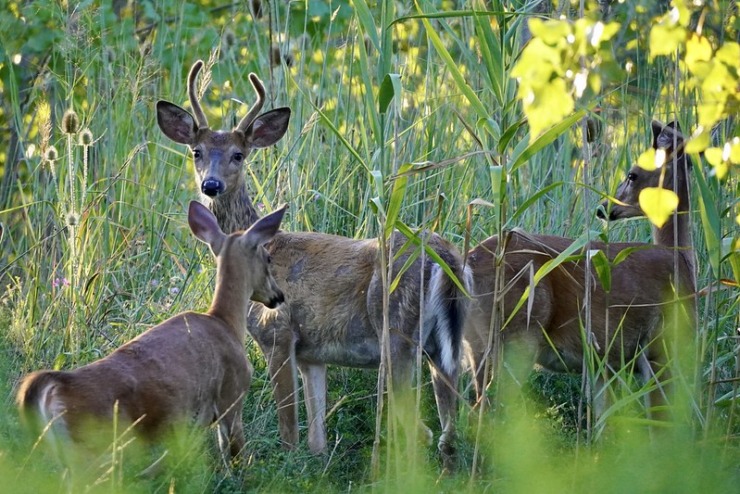 Deer in tall grass