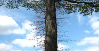 Tree Reaching by Lyndhurst Mansion-A Blessing for Writers Poem