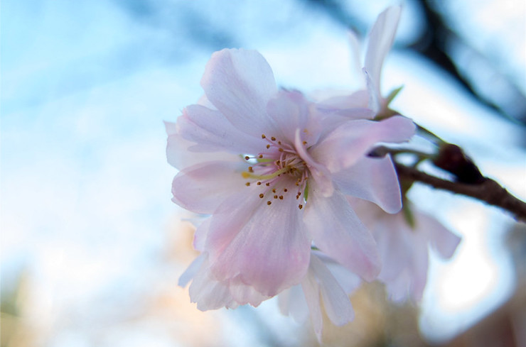 apple blossom Washington DC-apple poem Susan Rothbard