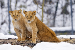 lion cub couple