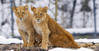 lion cub couple