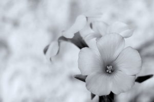 Corolla petals-Corolla flower found poem Claire Bateman
