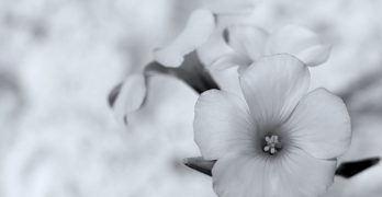Corolla petals-Corolla flower found poem Claire Bateman