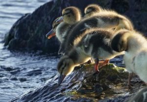 Ducklings at water edge
