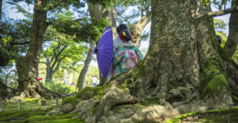 Giant tree and couple in traditional japanese garb at Kanazawa