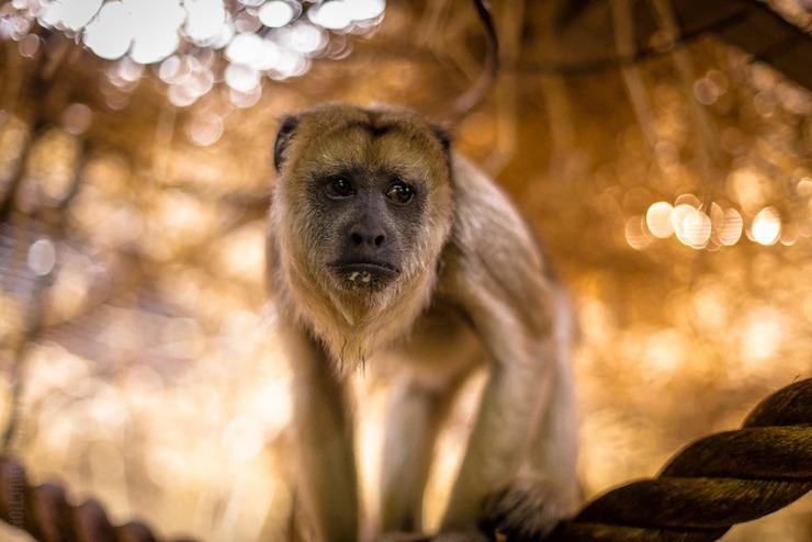 Barbary macaque - possessive grammar
