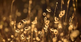 sunlight on buds - poet laura fireflies