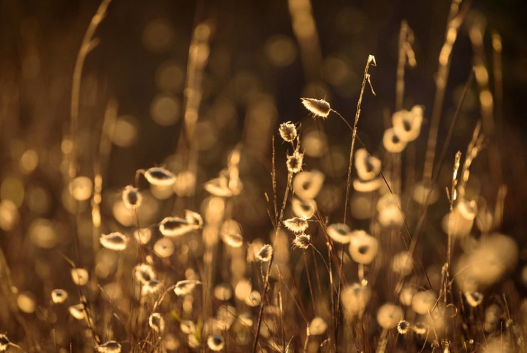 sunlight on buds - poet laura fireflies