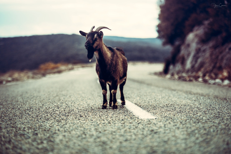 Goat in Road for True Story of the 3 Little Pigs