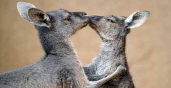 kangaroos kissing
