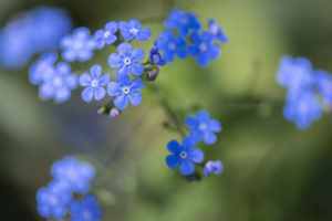blue forget me nots small things
