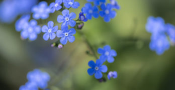 blue forget me nots small things