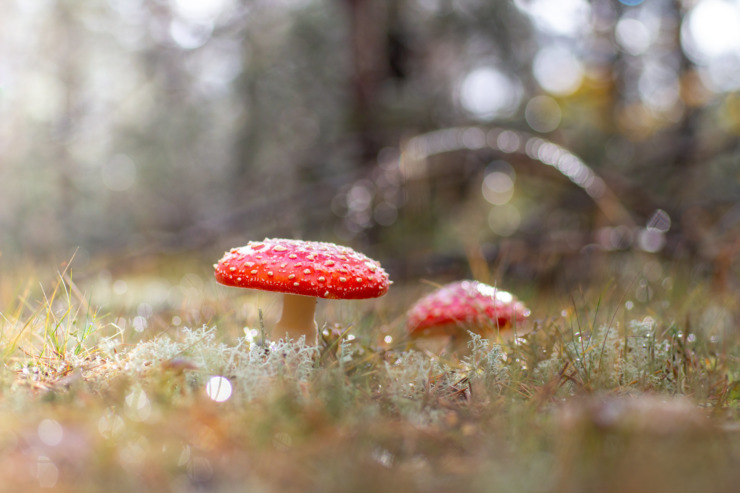 red toadstool letters to the forest