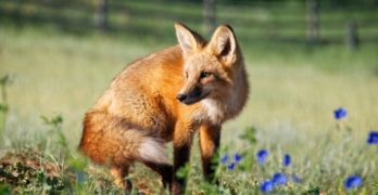 red fox Wyoming wildlife code poems