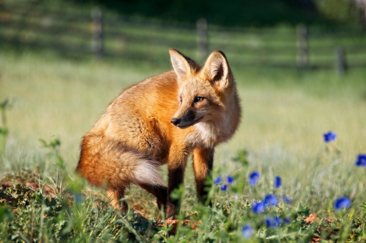 red fox Wyoming wildlife dickinson the series