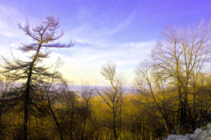 Bare trees with purple mountains
