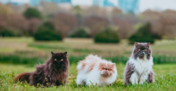 Persian cat trio
