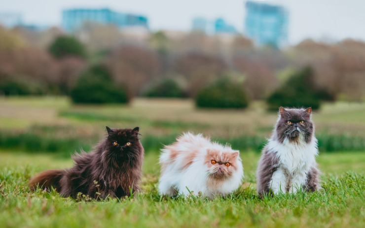 Persian cat trio