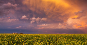 Storm clouds over field of canola